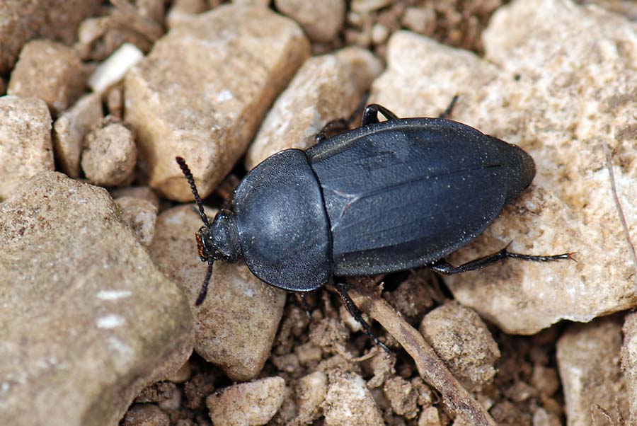 Silpha obscura? tristis?